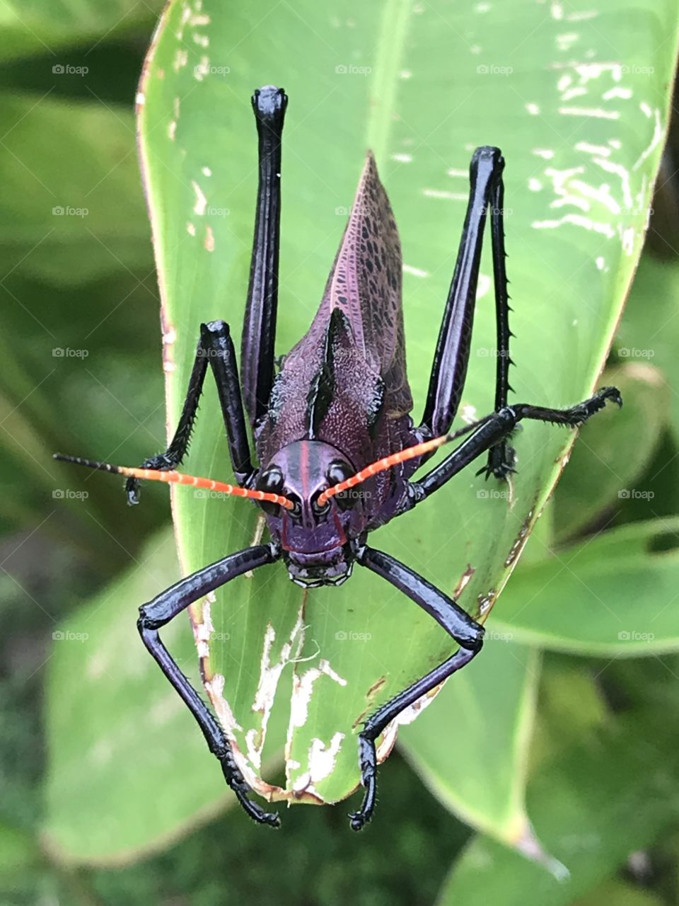 Costa Rican Grasshopper 