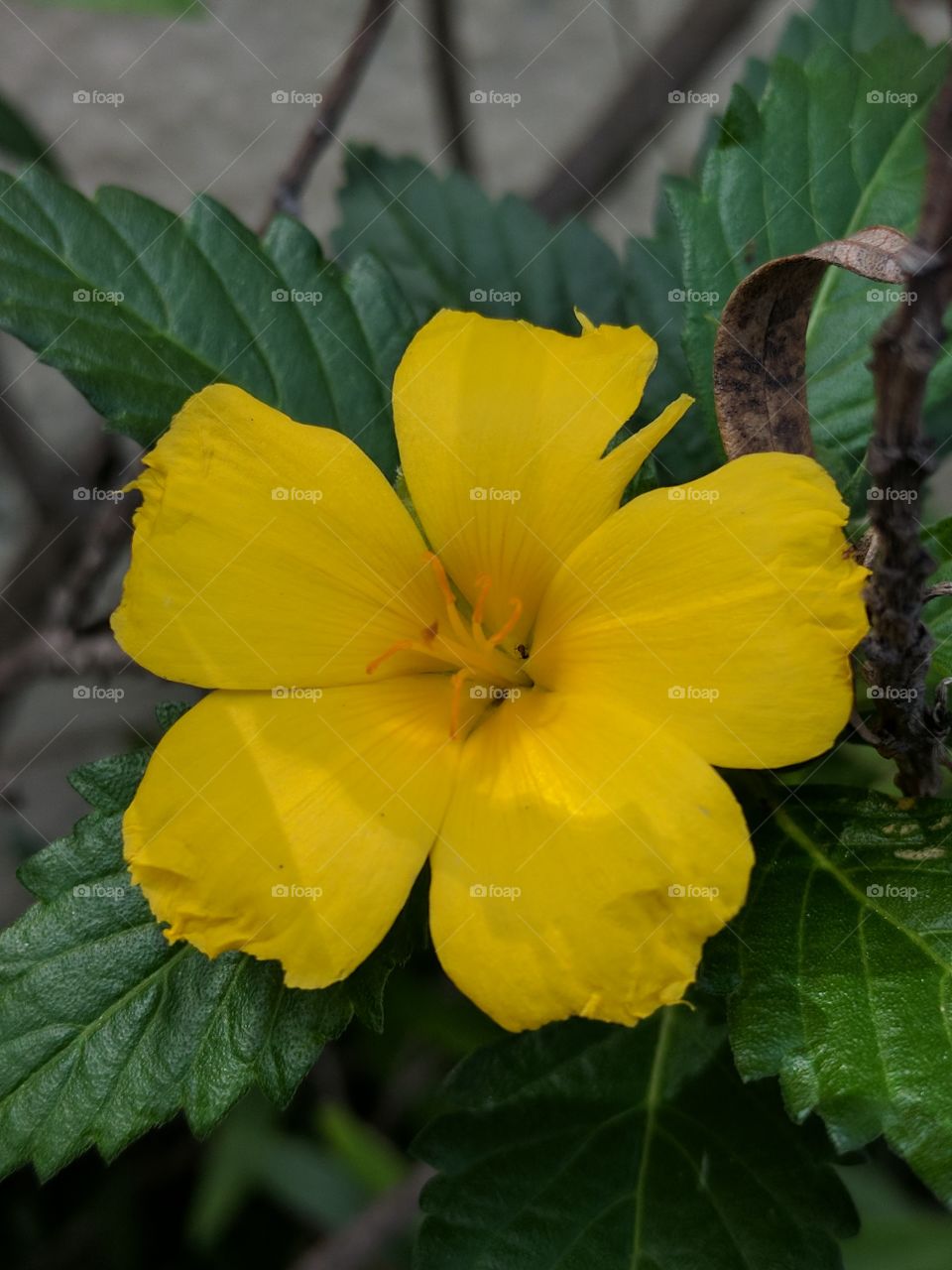 pretty yellow tropical flower