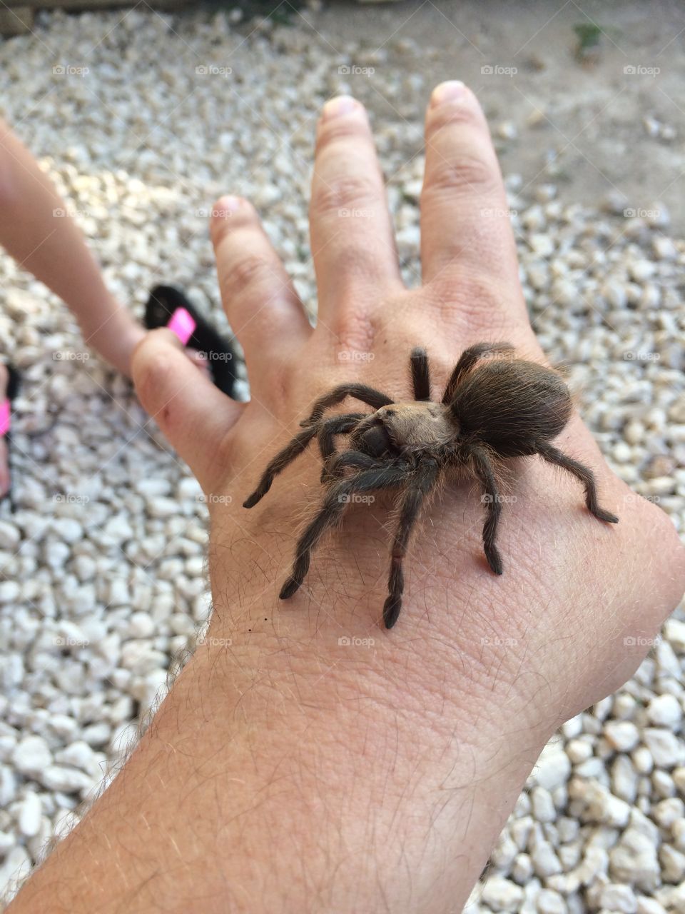 Tarantula