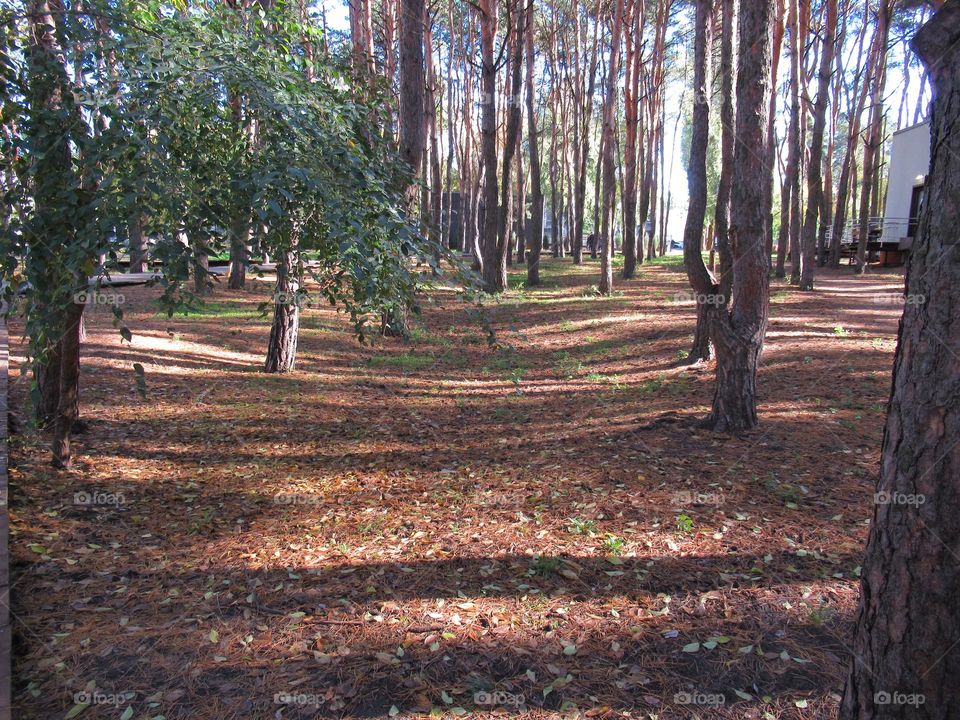 autumn forest in october, a park in the city