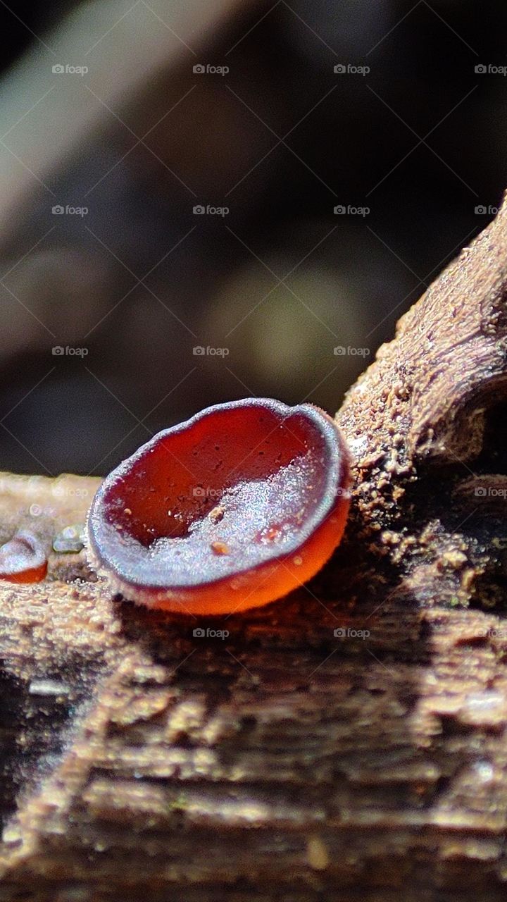 Round shaped fungus