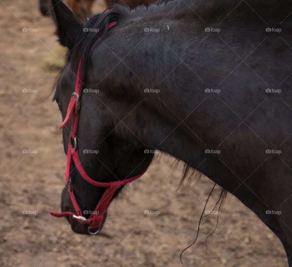 Majestic horses 