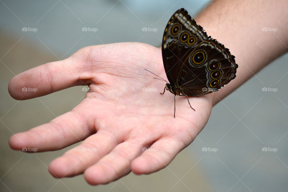 Butterfly in sanctuary