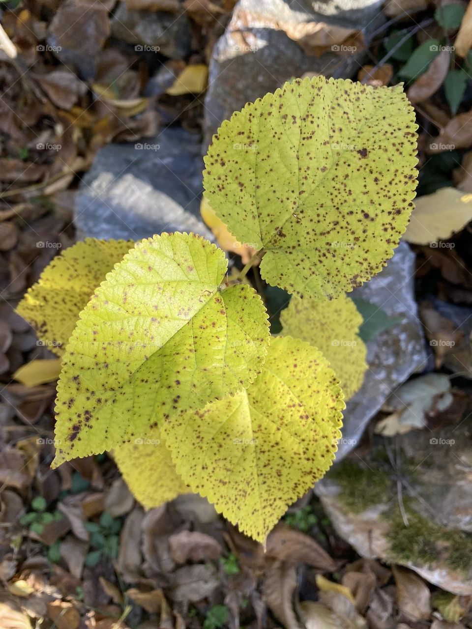 Leaves