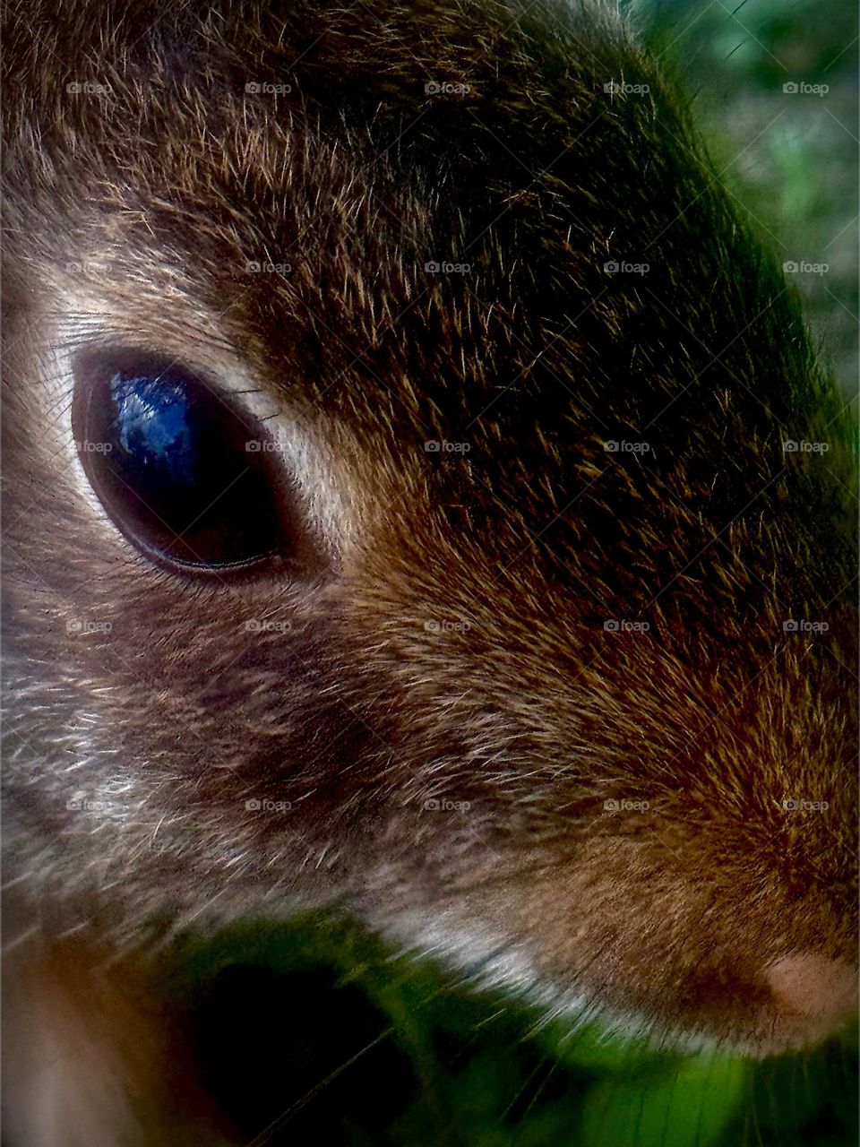 Bunny eye up close.