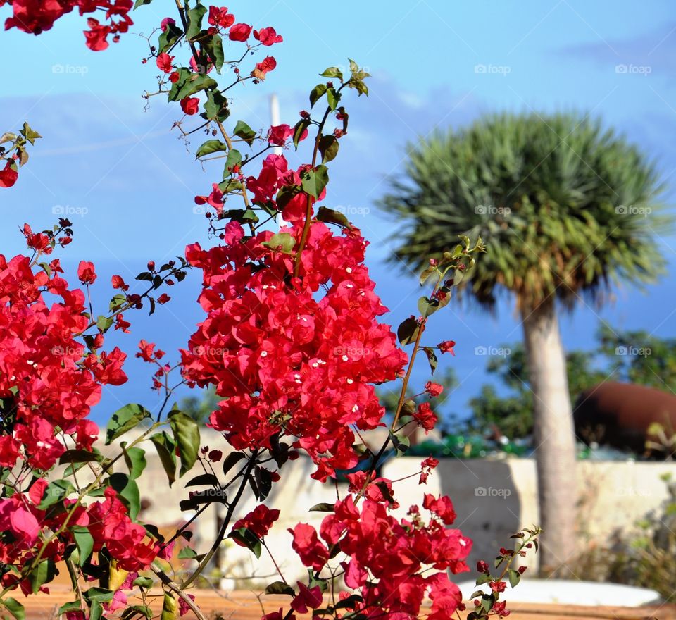 Close-up of red flower