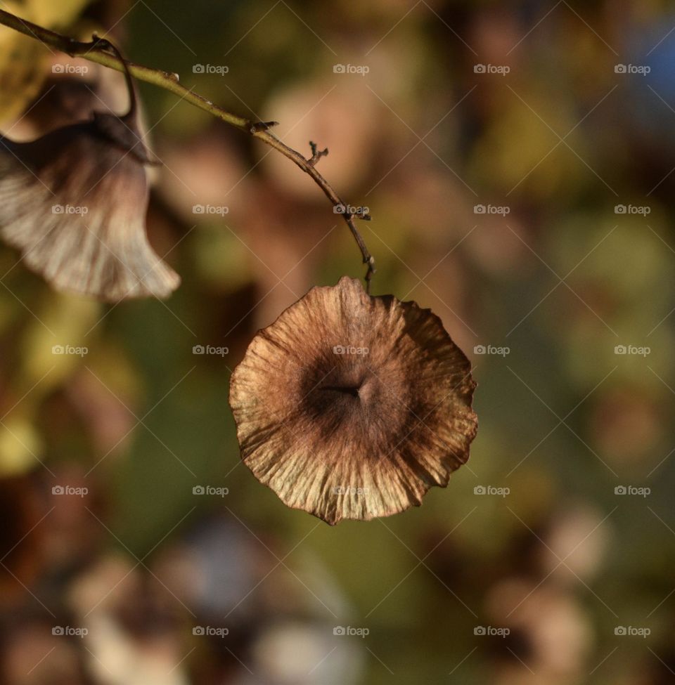 the unique brown autumn leaf … 