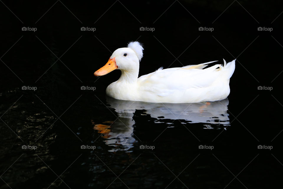 White duck