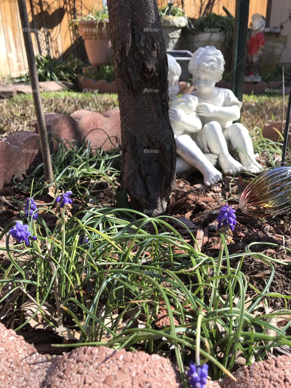 First blooms of spring for readers in garden!