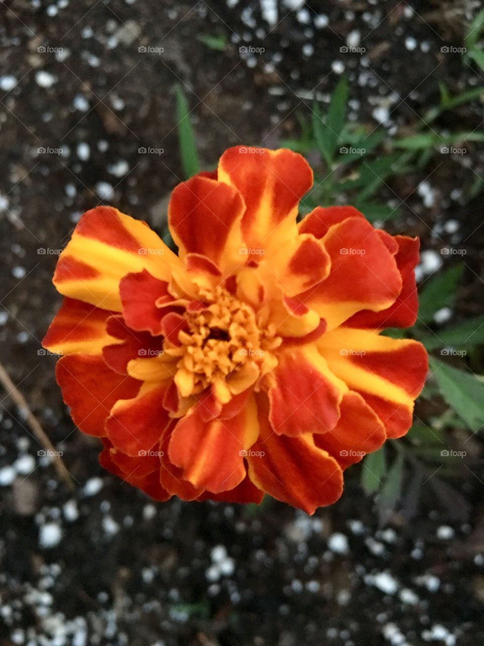 Marigold Flower in Orange and Yellow