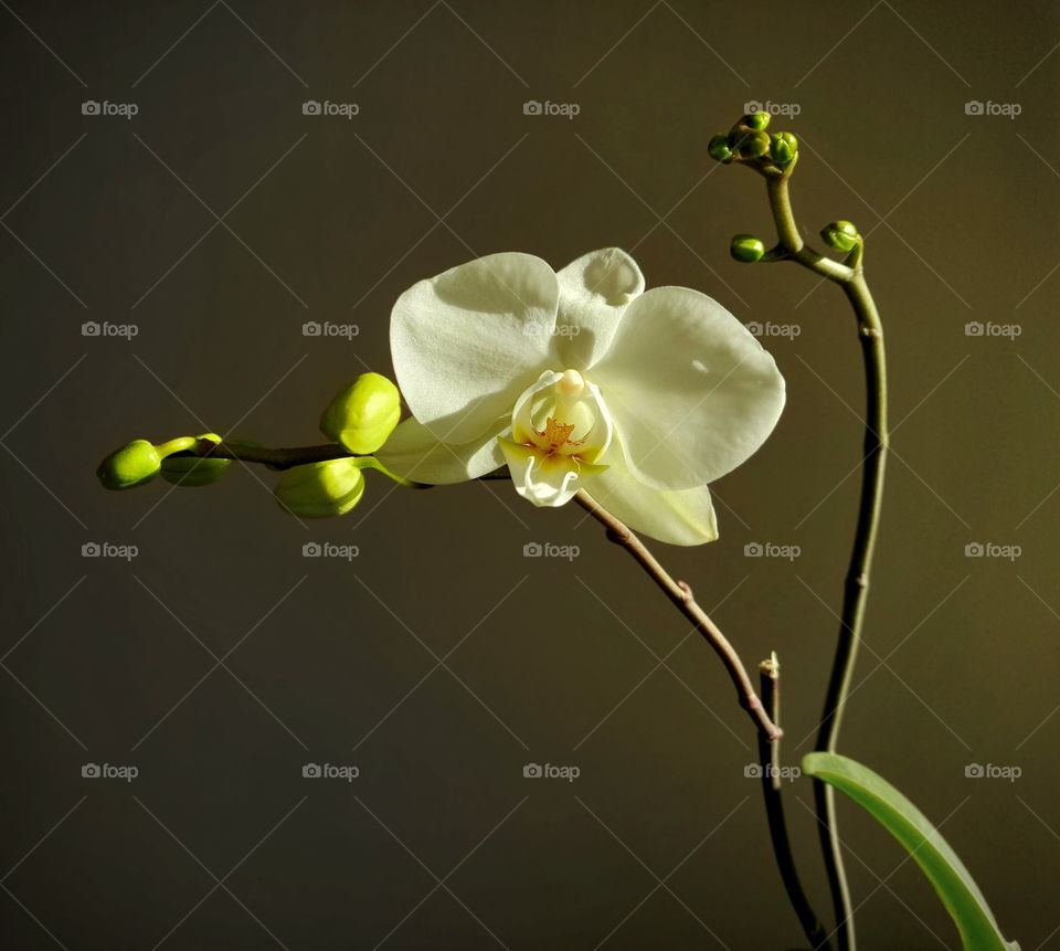 Floriu a primeira orquídea branca que nos  brinda com sua beleza singela e delicada.