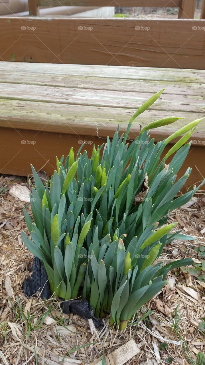 Signs of Early Spring
