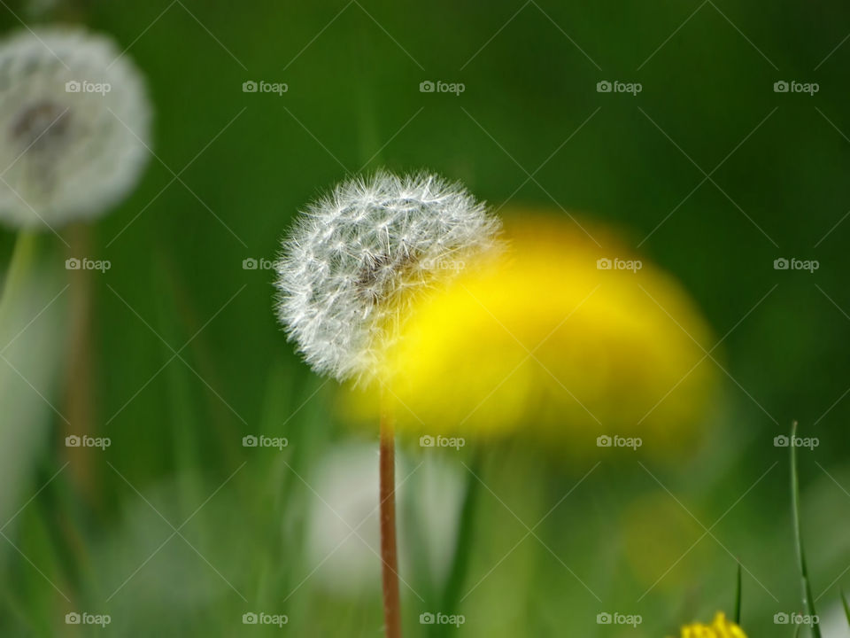 Dandelion