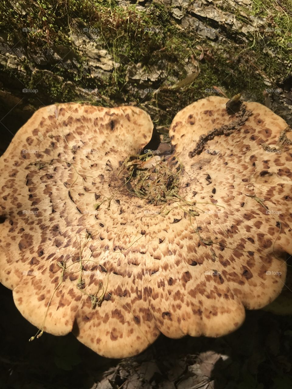 Fungus