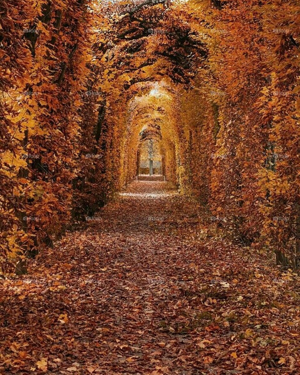 Road in autumn