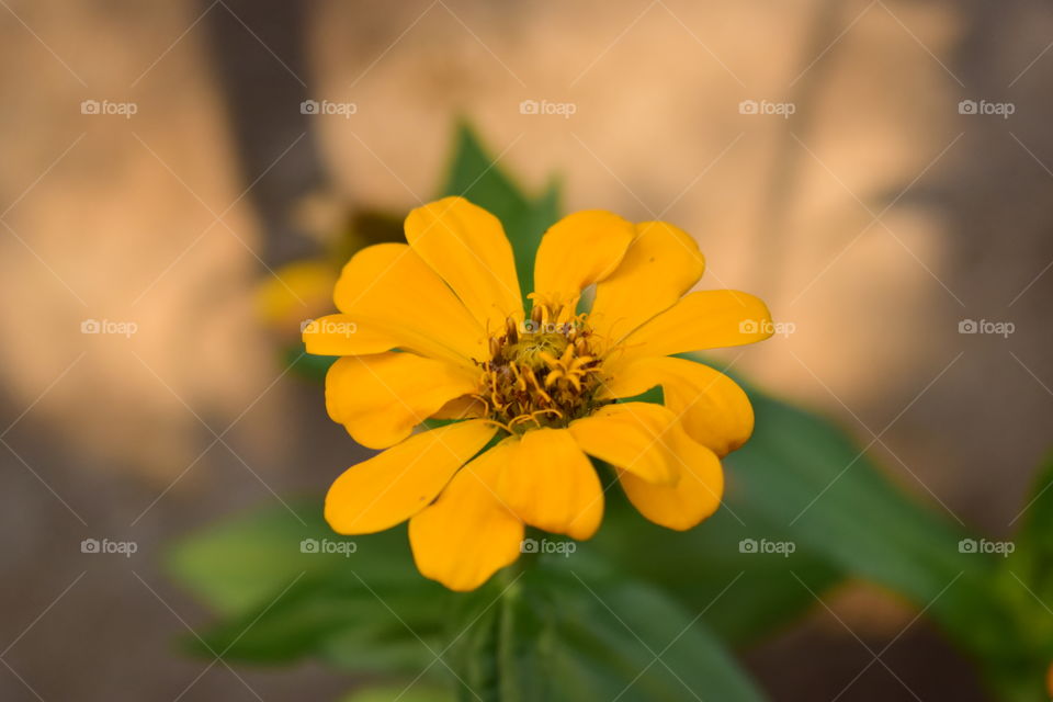 Yellow Flower