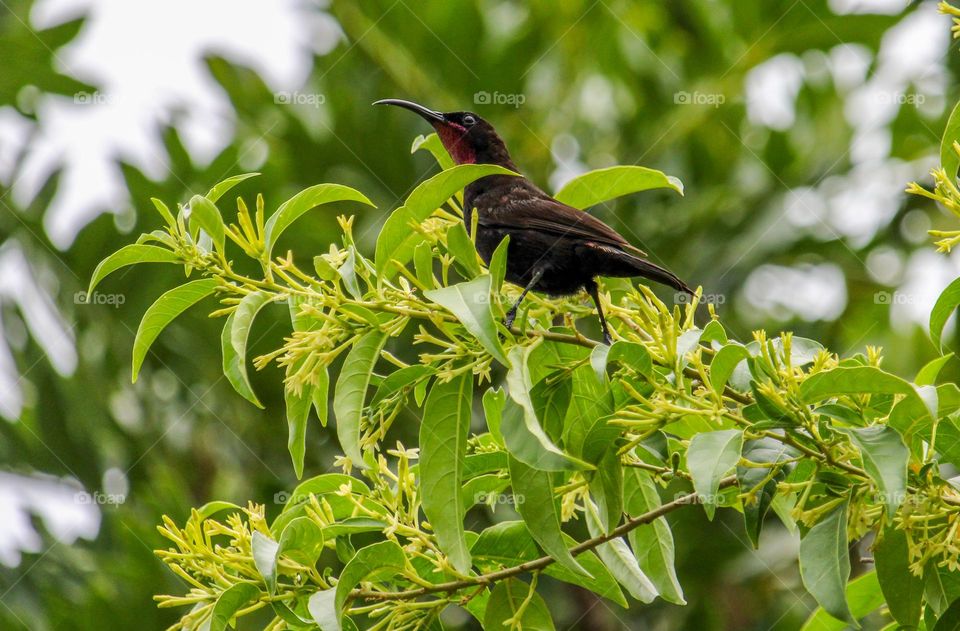 Male amethyst sunbird sitting on a branch