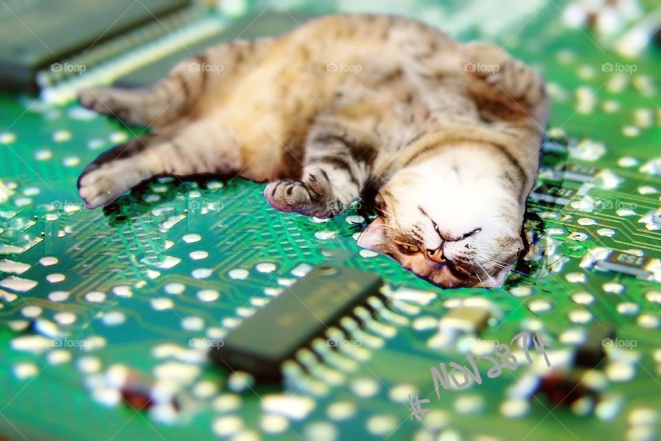 Inside every electronic device is a micro Kitty