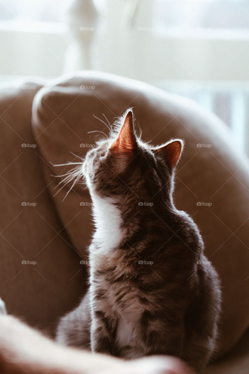 Kitten looking at window 