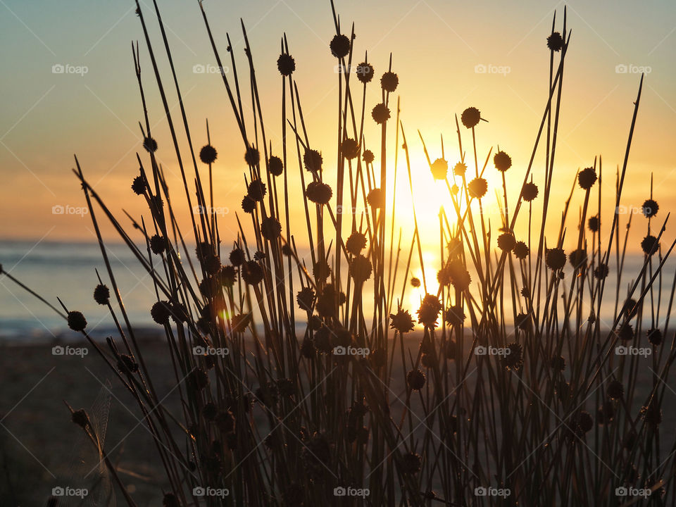 Coastal reeds at sunrise, Australia 