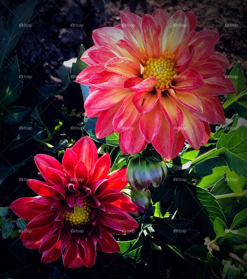 Pink and red dahlias 