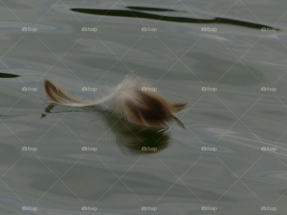 Feather floating in hey waters