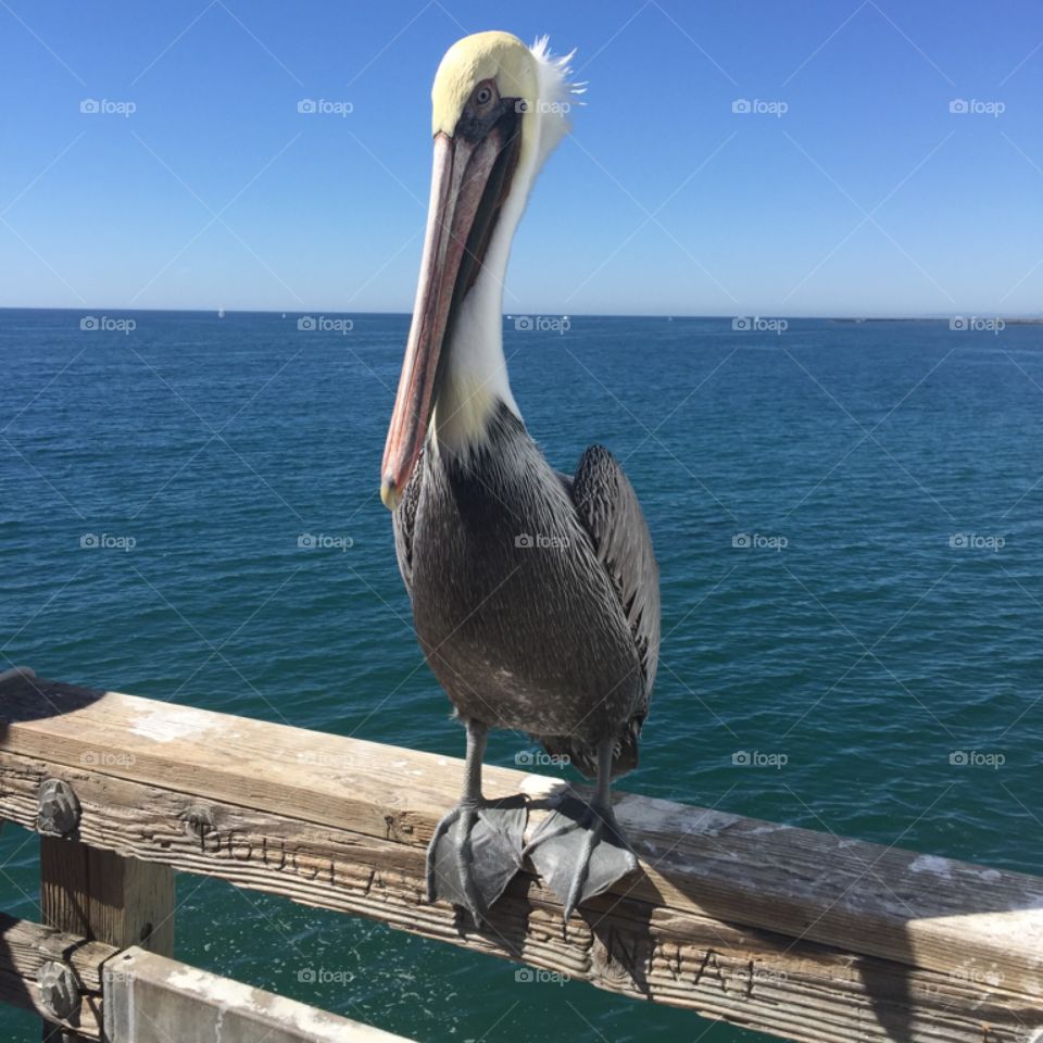 Pelican on the pier 