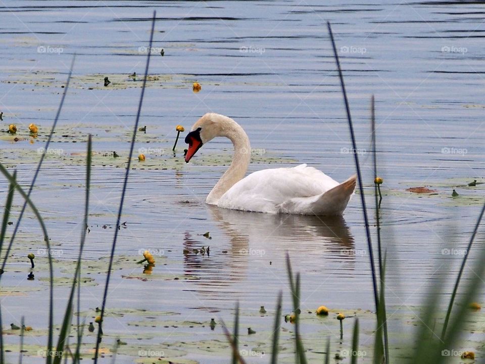 swan in a quiet evening lake