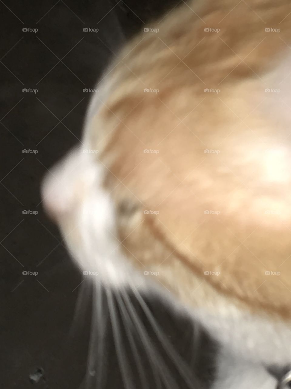 Looking into the night looking for critters anything that moves will do? A great hunter.