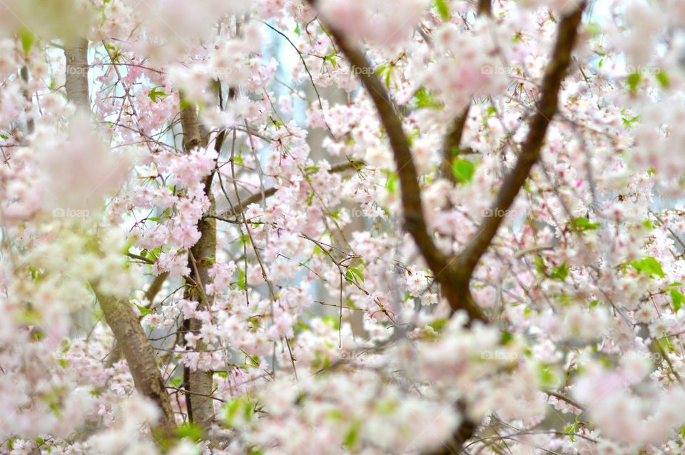in full bloom. weeping cherry tree