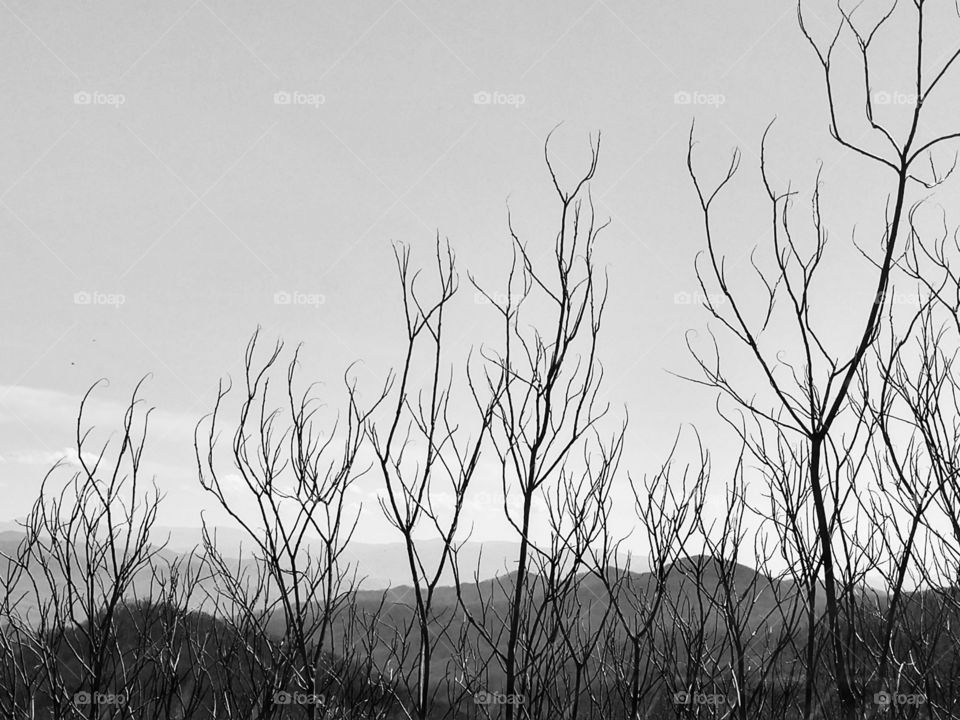 Smoky Mountains background
