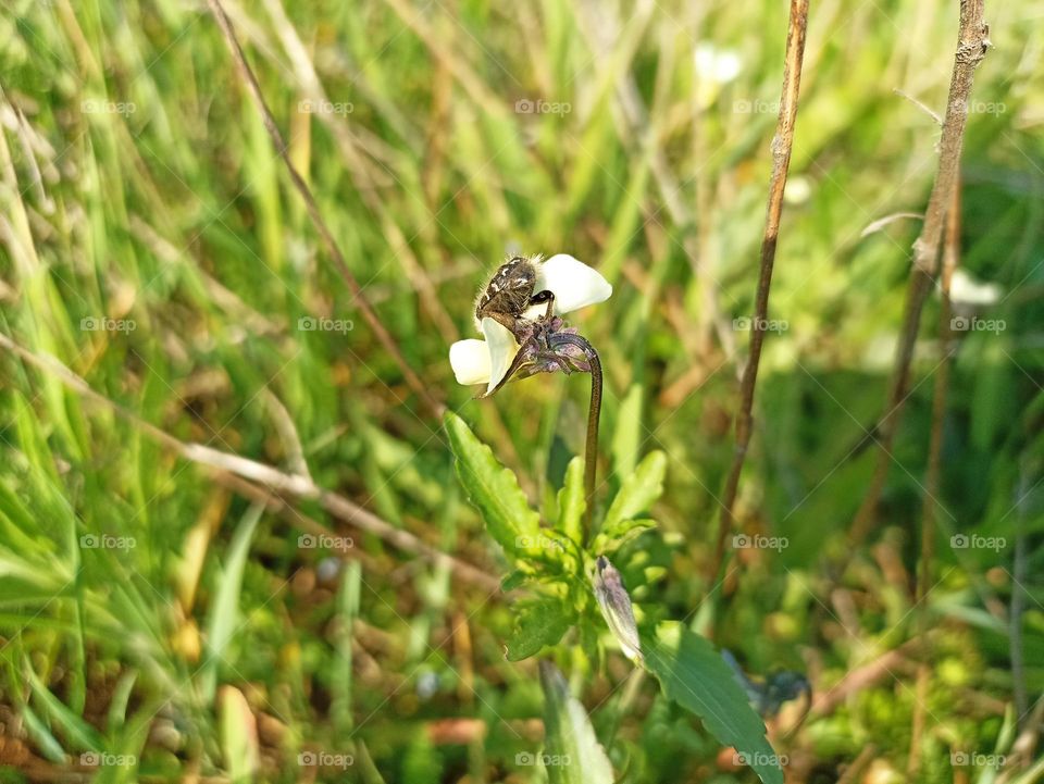 Viola arvensis is a species of violet known by the common name field pansy