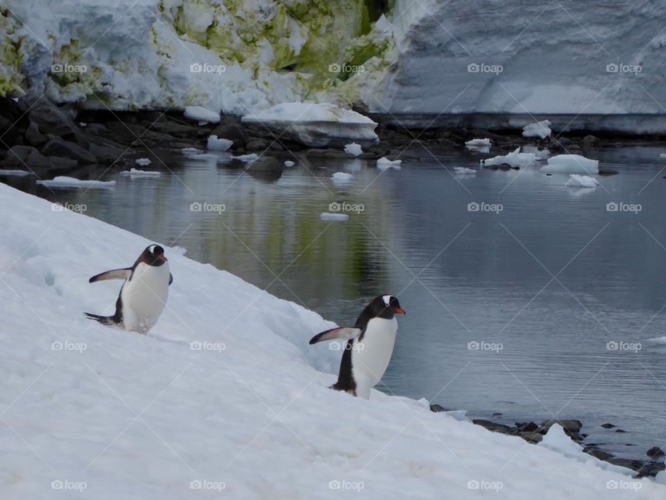 Strolling Gentoo Penguins