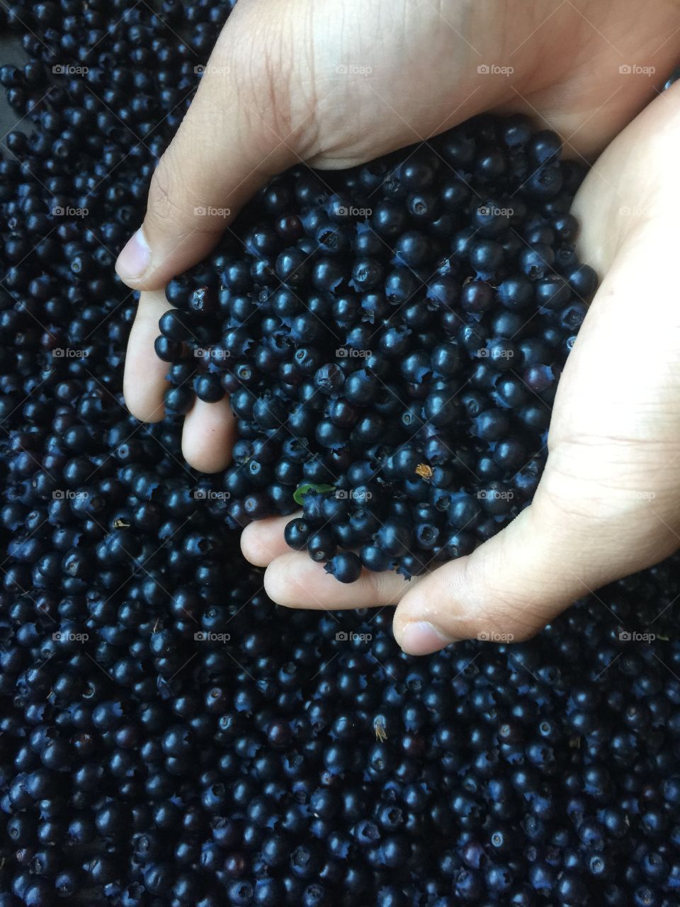 Blueberries . Wild blueberries 