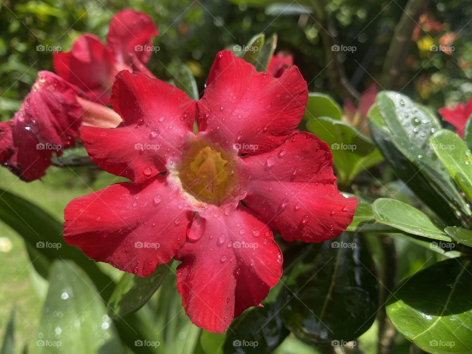 Red Flower 