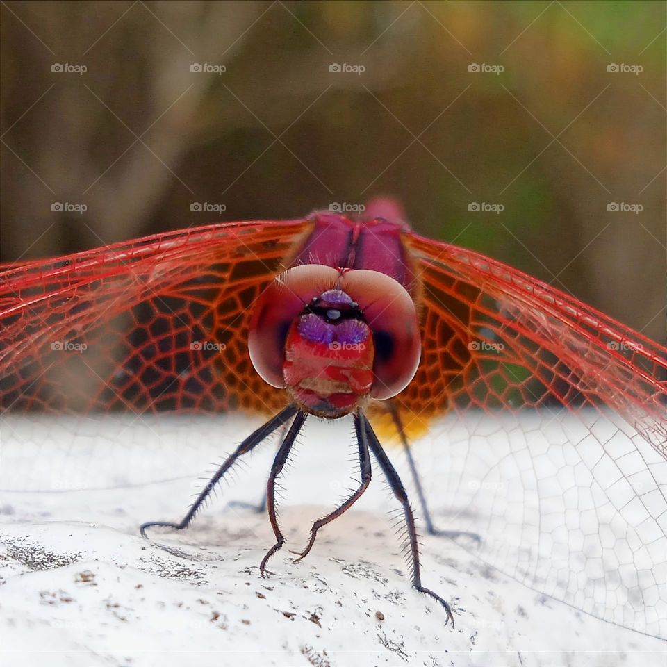 Red dragonfly.