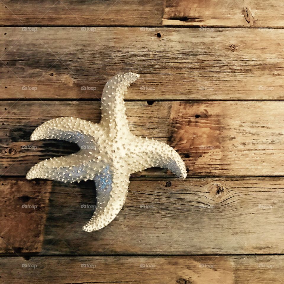 Starfish Still Life