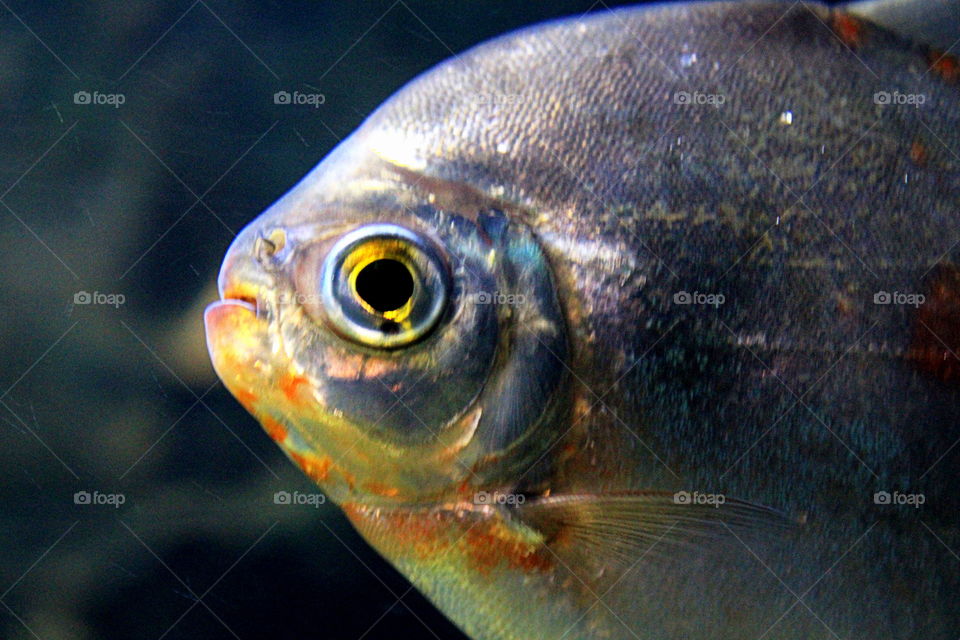 This is a very close up shot of a fish swimming in an aquarium at the Newport Aquarium in Kentucky.