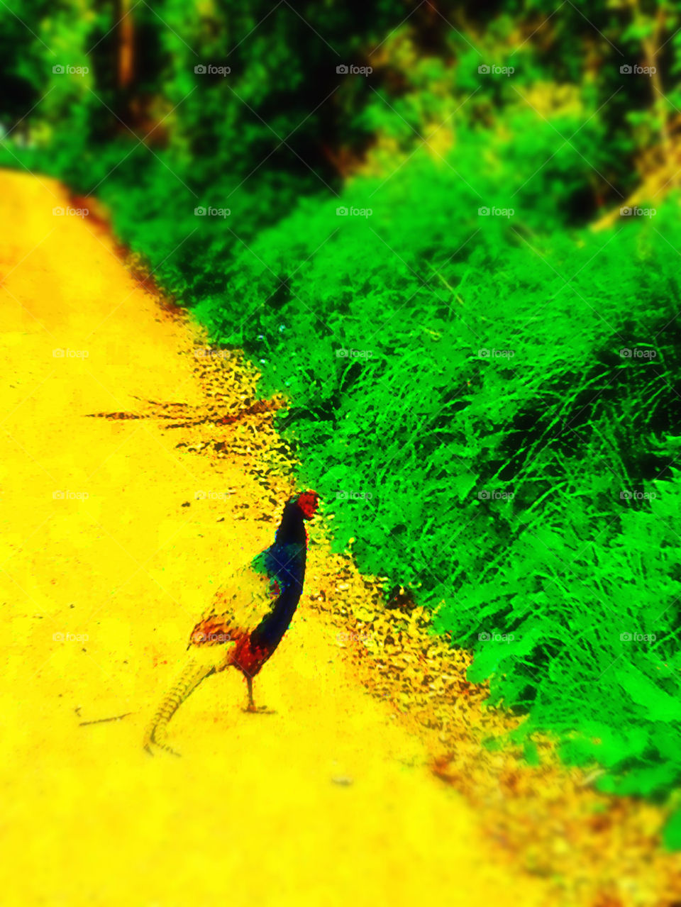 A PHEASANT walk...