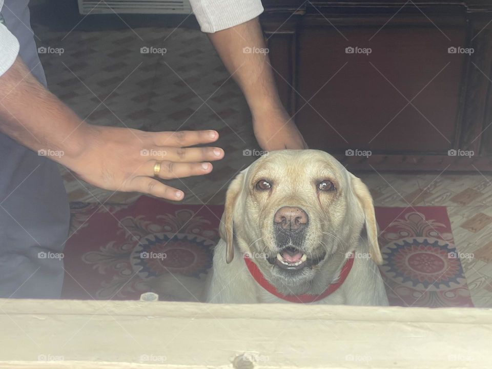 Dogs are the universe's way of apologizing for your relatives.