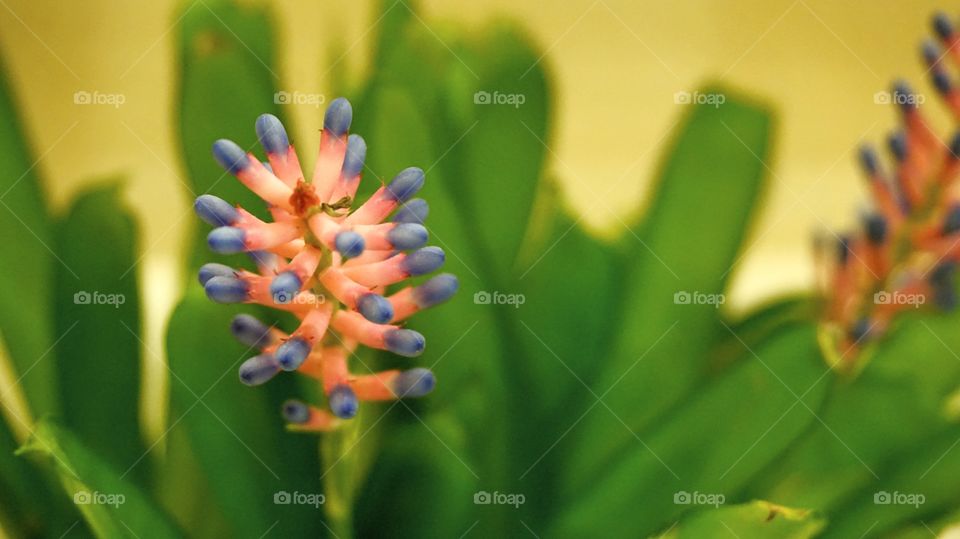Aechmea gamosepala Bromeliad