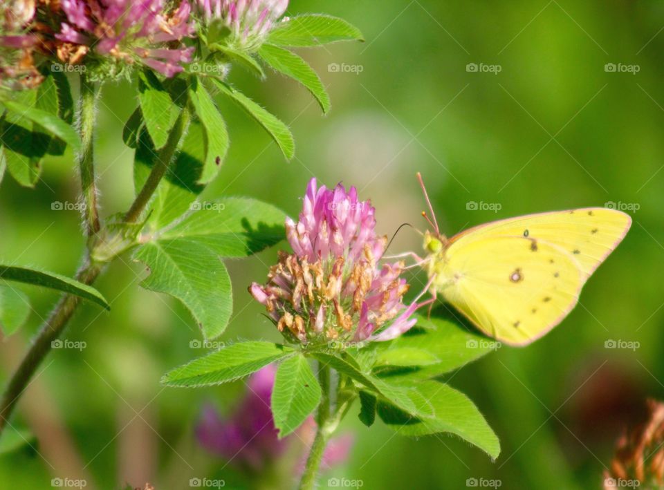 Butterflies Fly Away - yellow butterfly on red clover blossom 