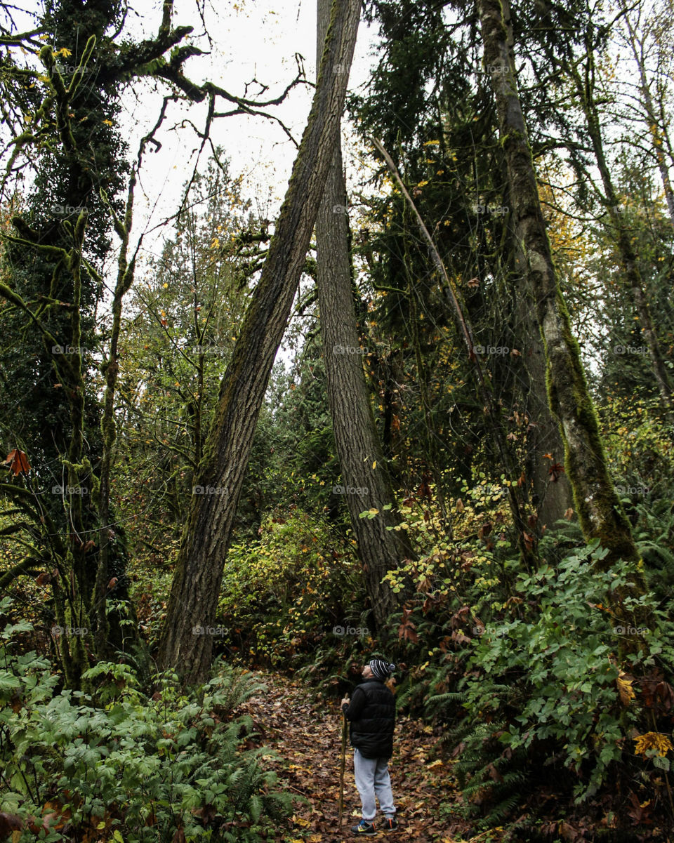 Wood, Tree, No Person, Nature, Landscape