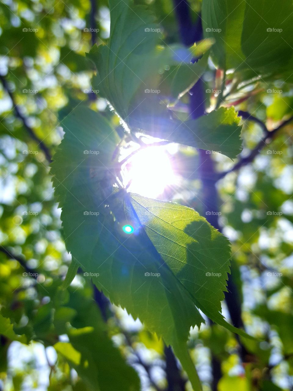 ray of sunlight swinging through the spring time trees. a beautiful spring day in the back yard. super vibrant and green tree leaves