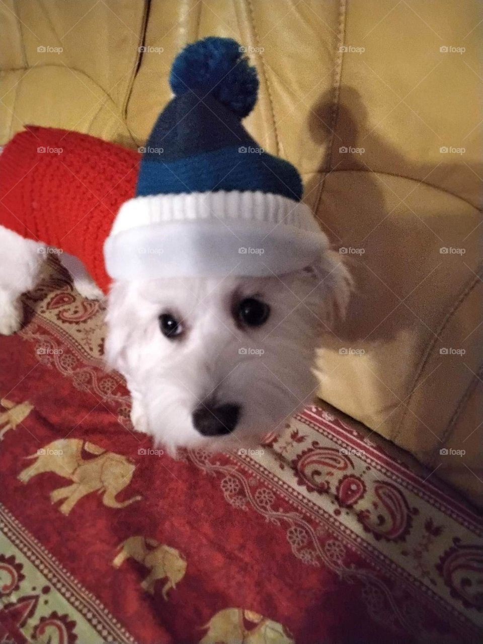 My bichon dressed