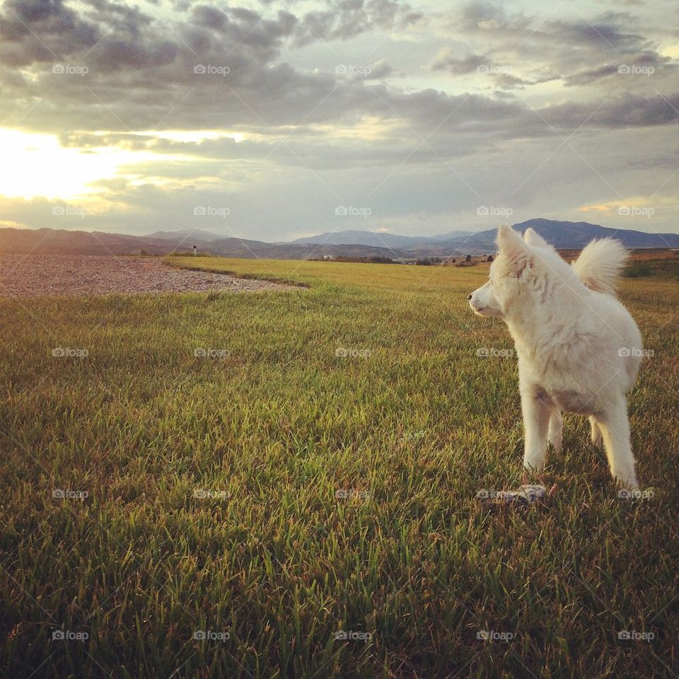 Majestic dog on grassy field