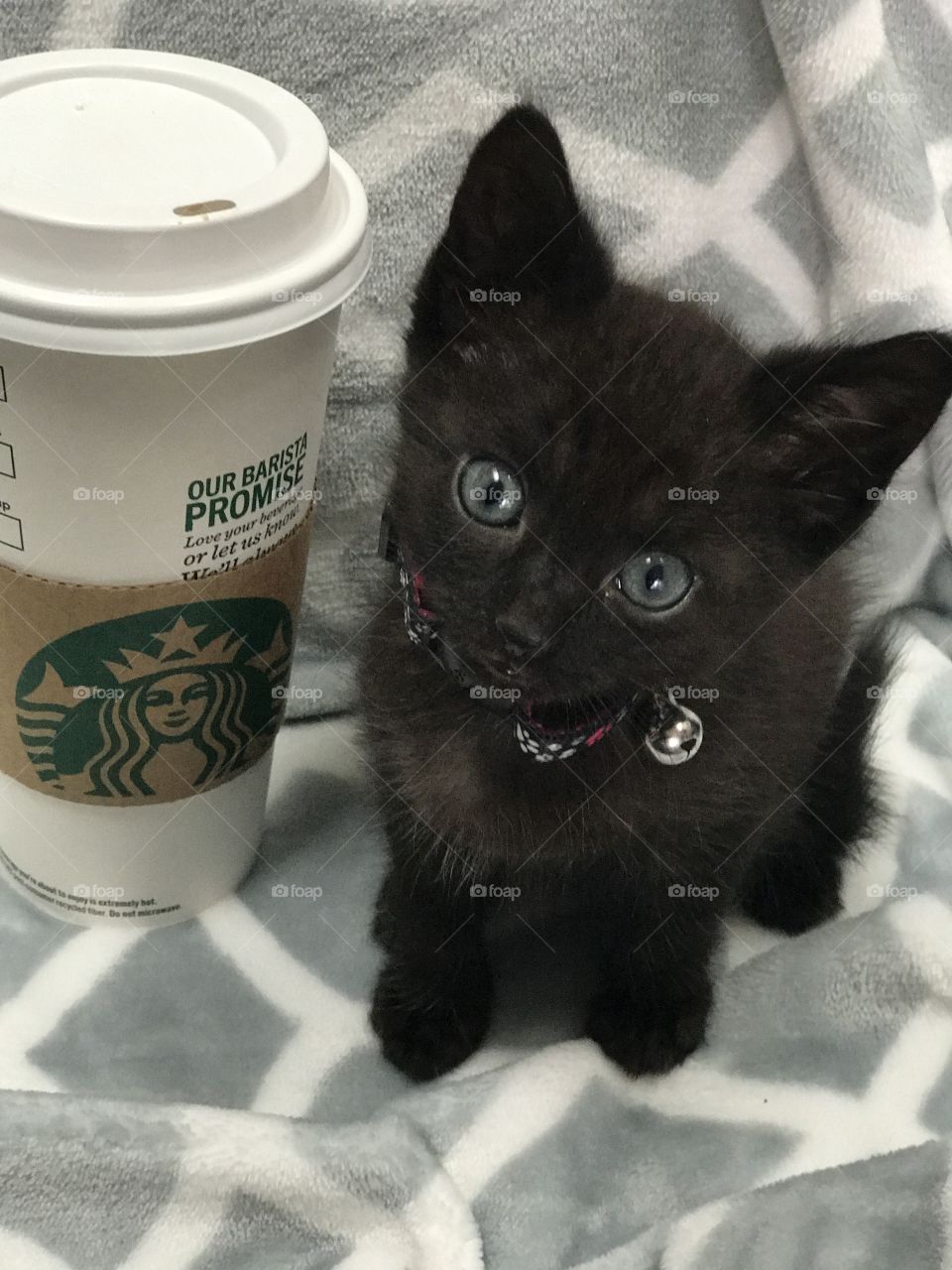 Starbucks kitty