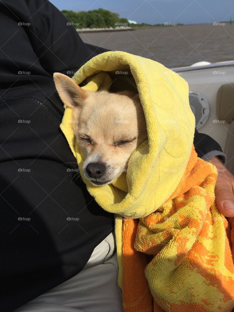 Cozy and sleepy chihuahua