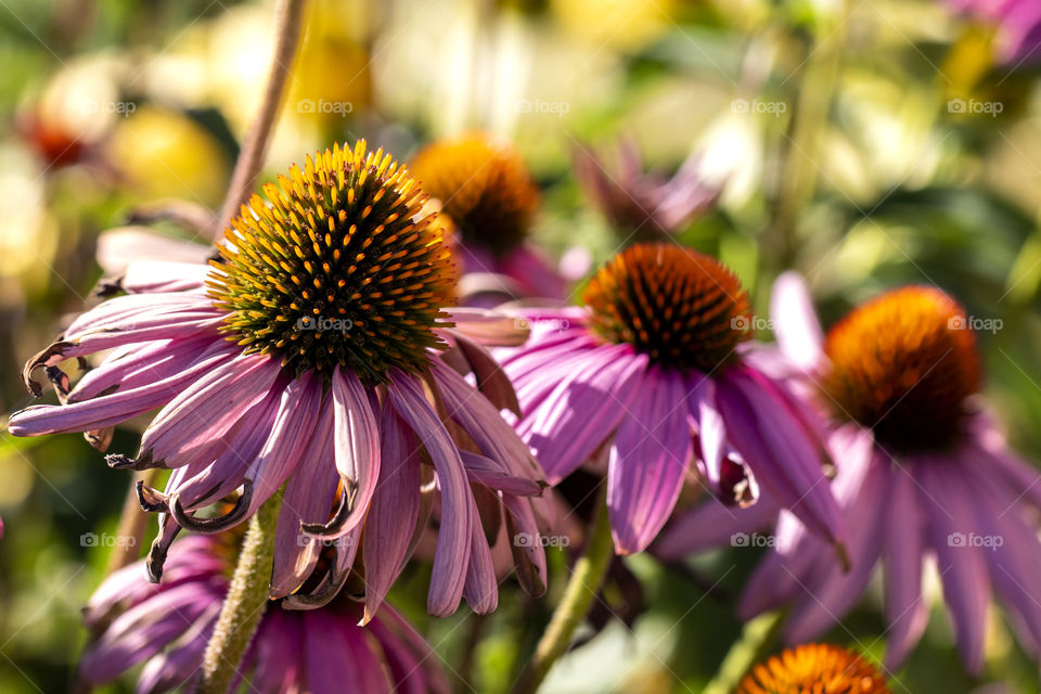 A portrait of echanicea purpurea flowers in a row. the petals are purple and the pestles are yellow and orange. taken during golden hour in summertime.