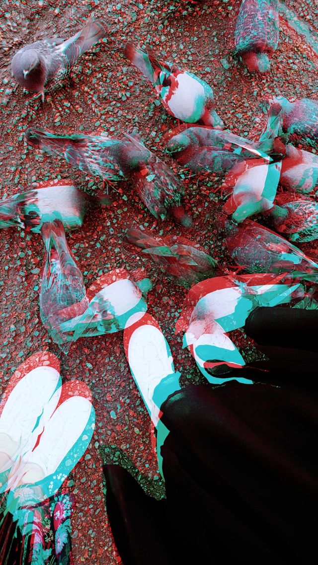 pigeons